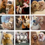 Custom Pet Pillow with Picture - Image 5